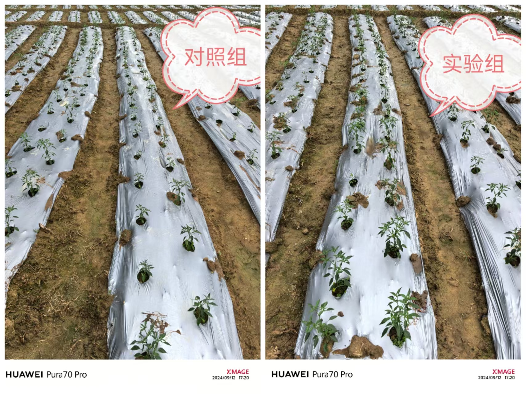 谷得迎+泉歌+谷得甲组合之效果