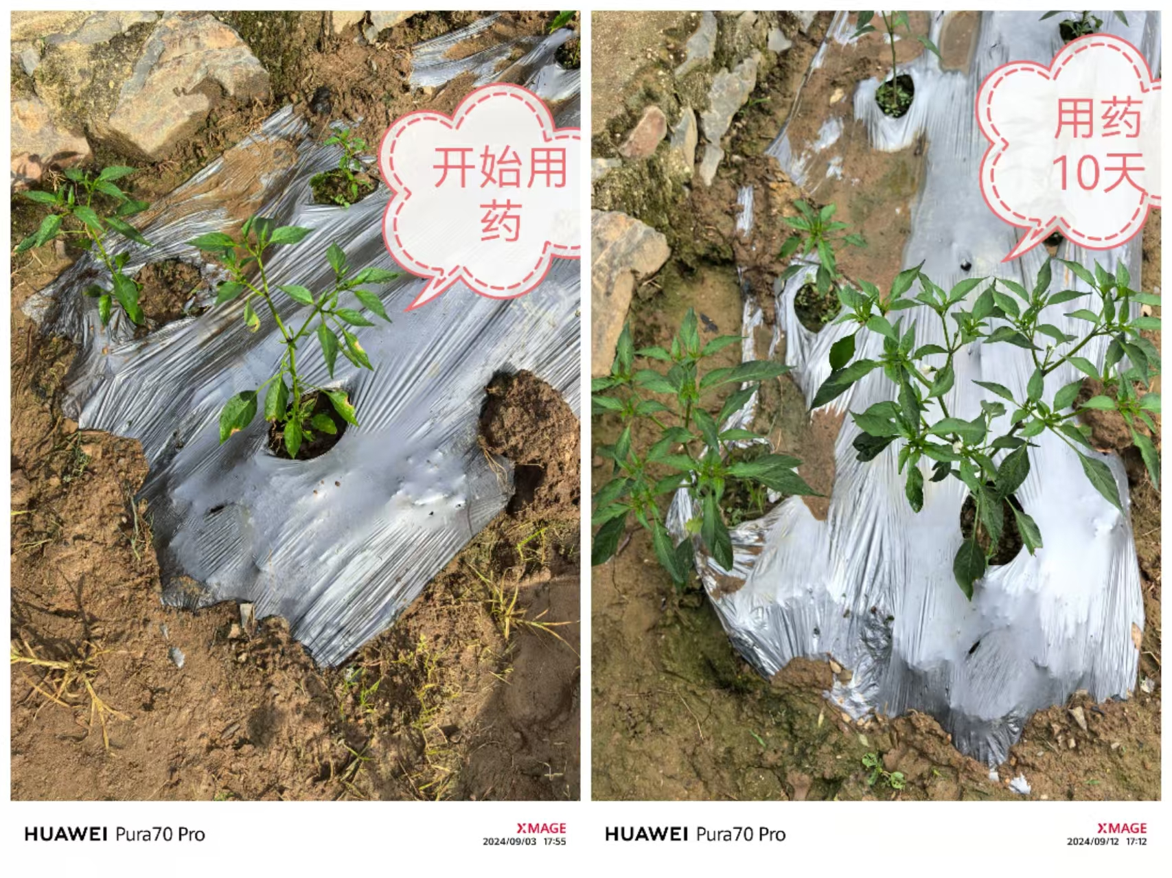 谷得迎+泉歌+谷得甲组合之效果