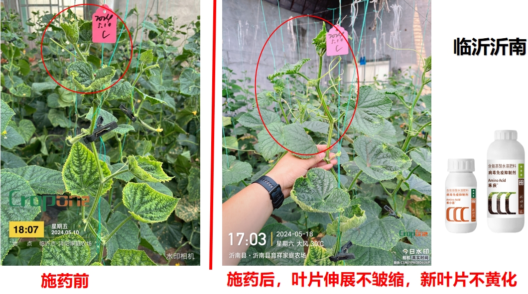 禾小喜&禾庆组合之效果