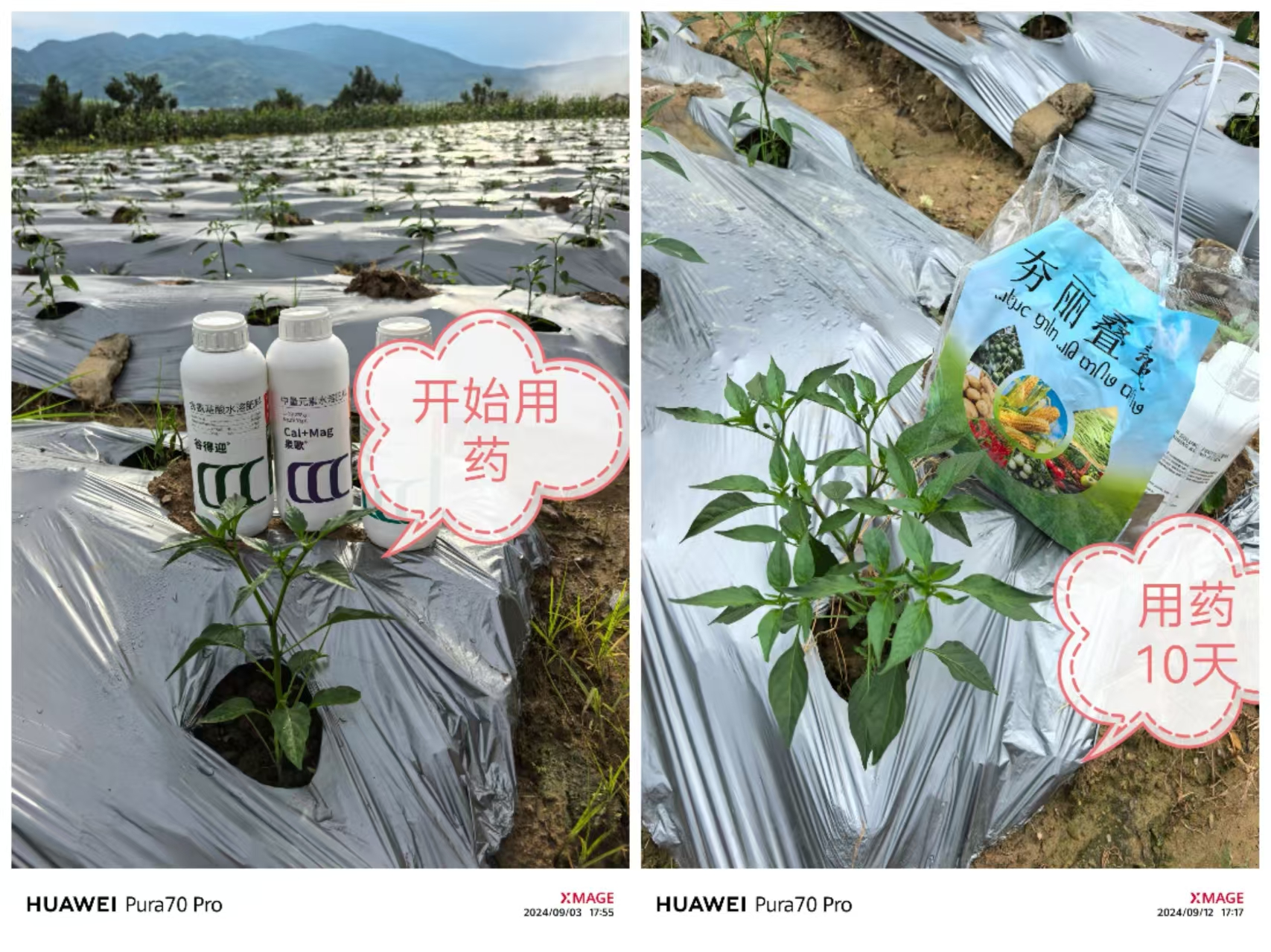 谷得迎+泉歌+谷得甲组合之效果