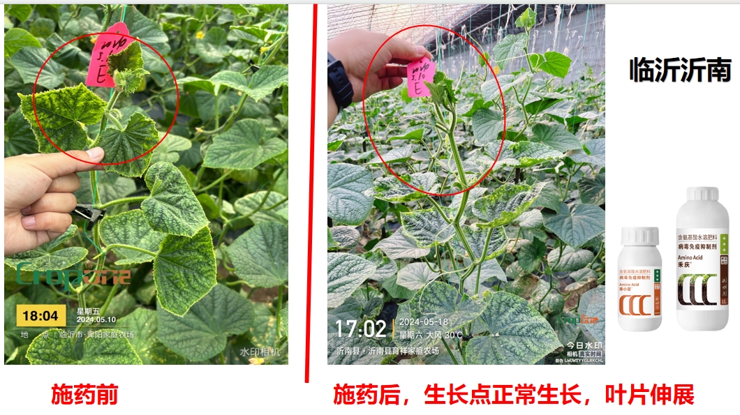 禾小喜&禾庆组合之效果