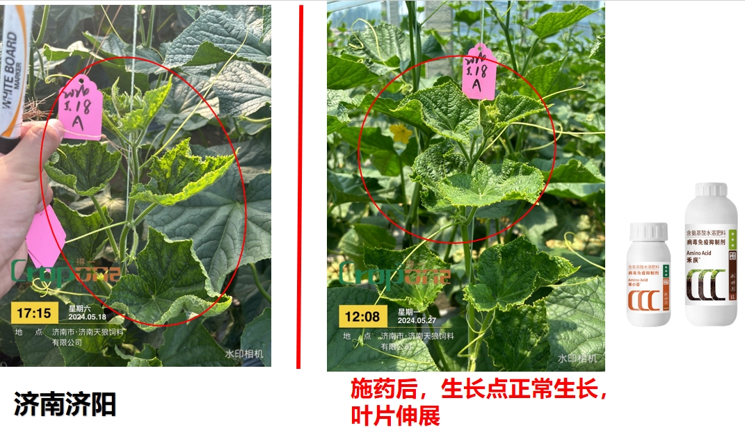 禾小喜&禾庆组合之效果