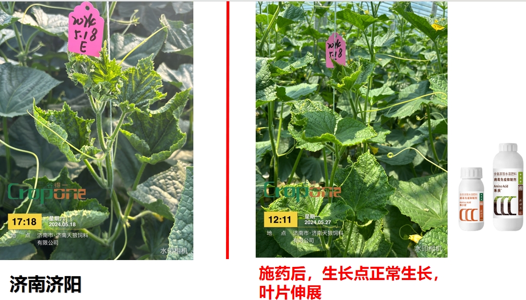 禾小喜&禾庆组合之效果