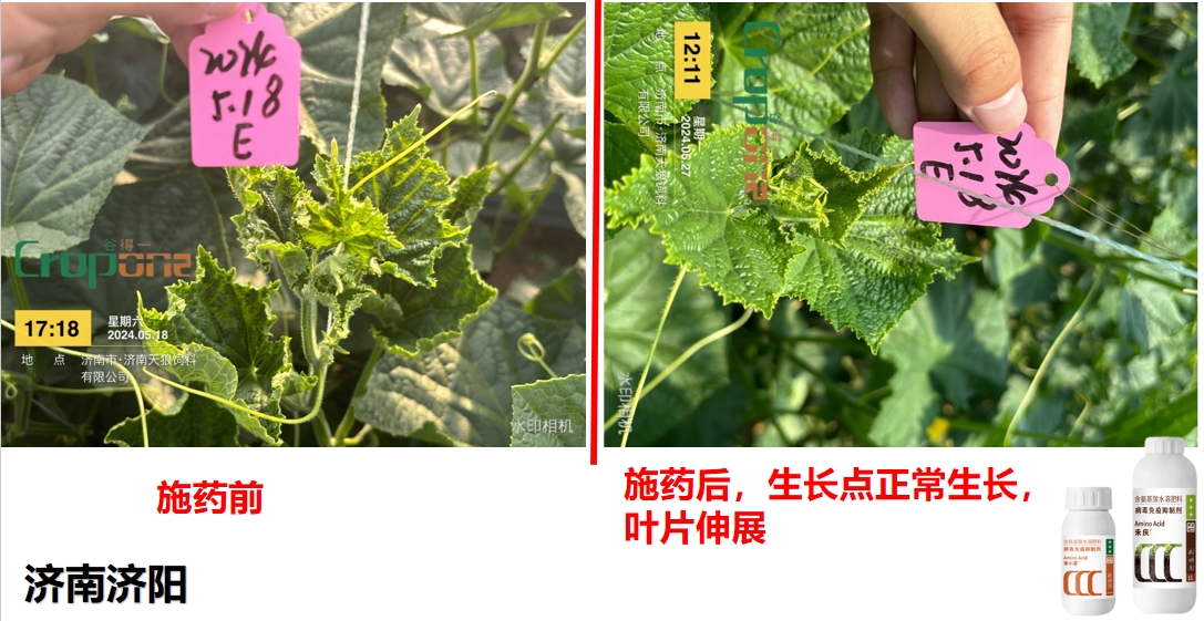 禾小喜&禾庆组合之效果