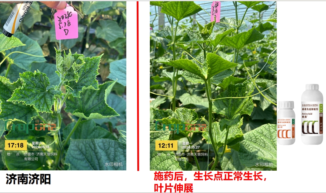 禾小喜&禾庆组合之效果