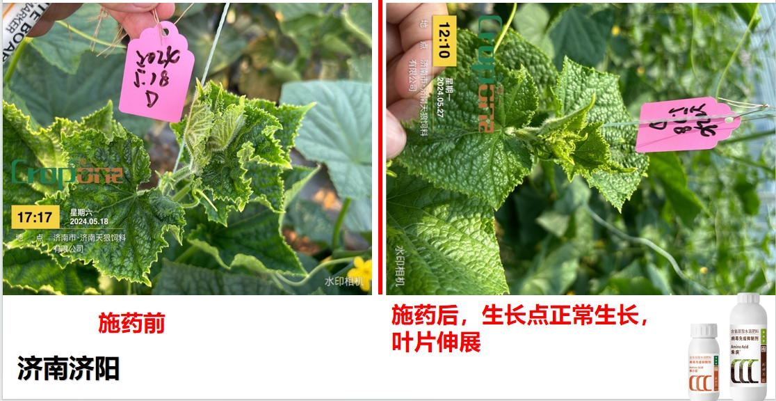 禾小喜&禾庆组合之效果