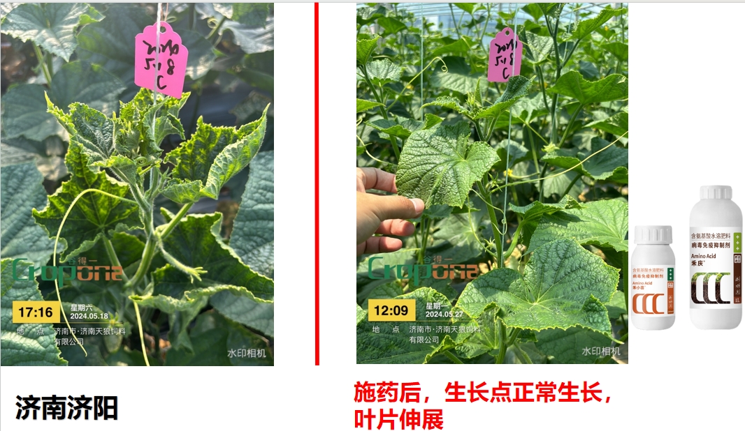 禾小喜&禾庆组合之效果