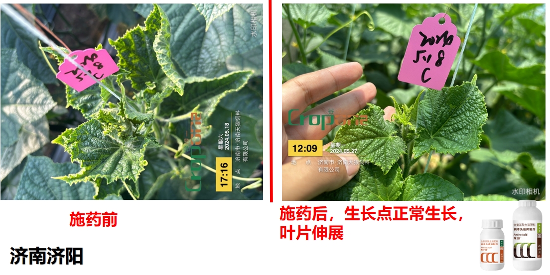 禾小喜&禾庆组合之效果