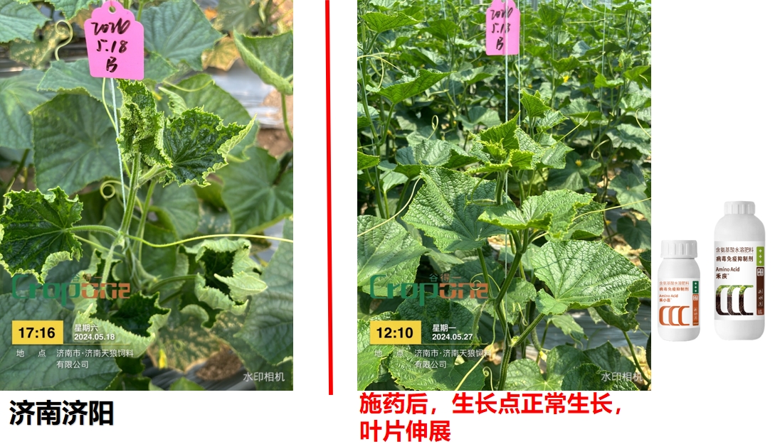 禾小喜&禾庆组合之效果