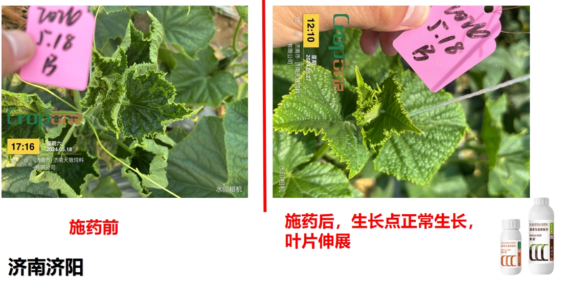 禾小喜&禾庆组合之效果