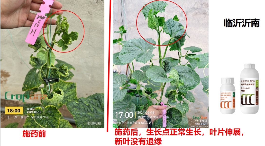 禾小喜&禾庆组合之效果