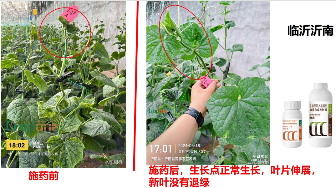 禾小喜&禾庆组合之效果