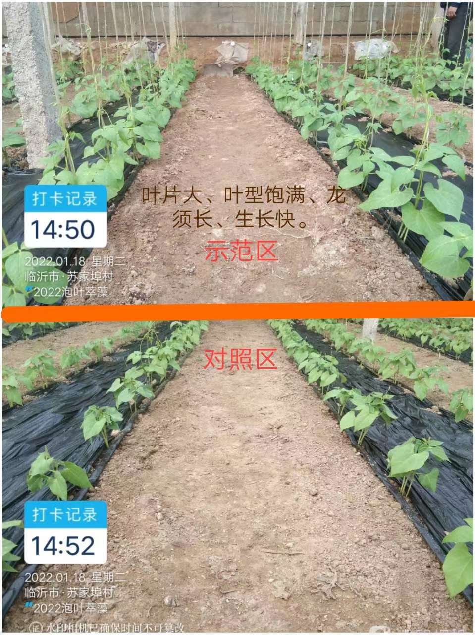 泡叶萃藻---你需要的海藻