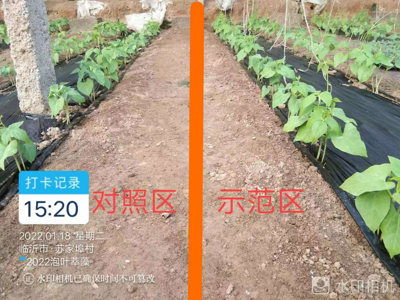 泡叶萃藻---你需要的海藻