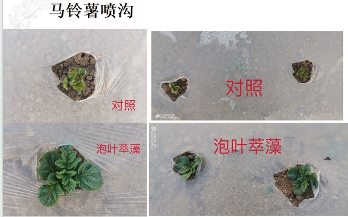 泡叶萃藻---你需要的海藻