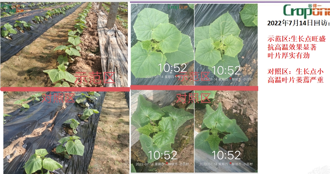 泡叶萃藻---你需要的海藻