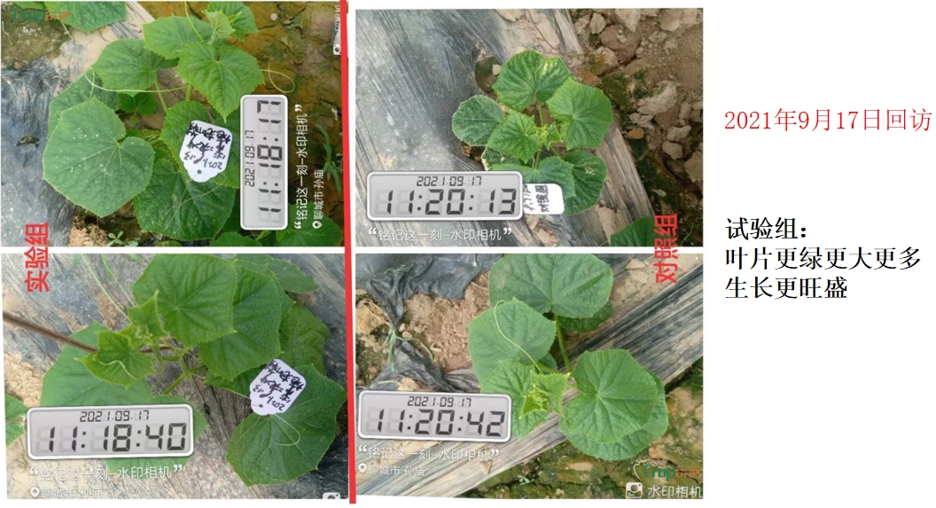 泡叶萃藻---你需要的海藻