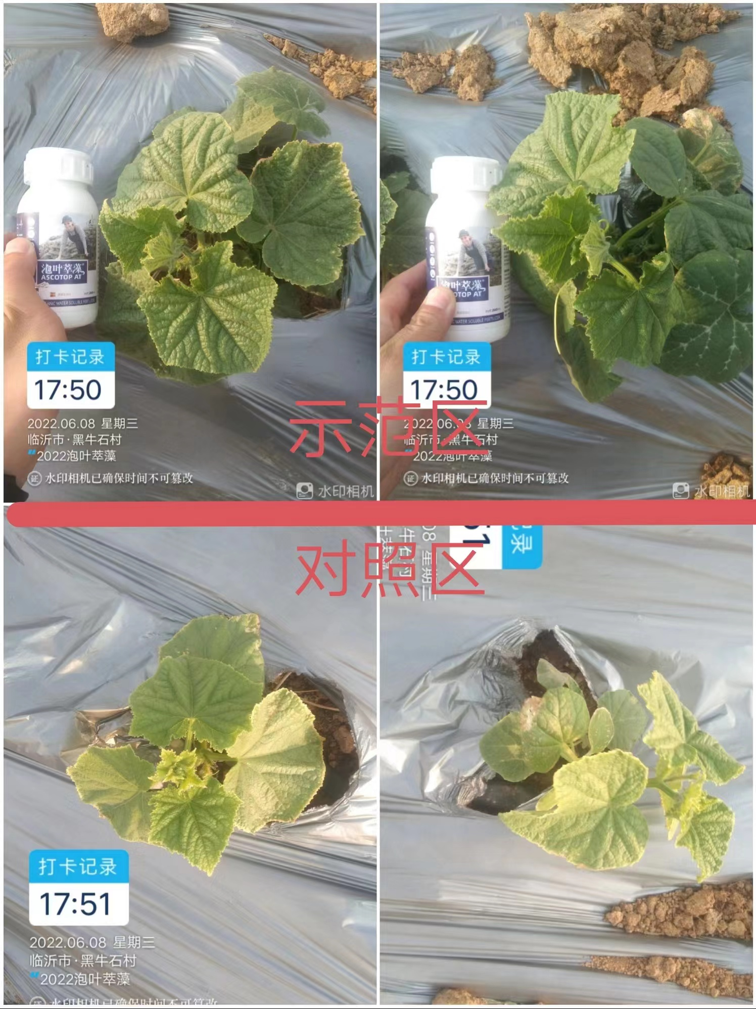 泡叶萃藻---你需要的海藻