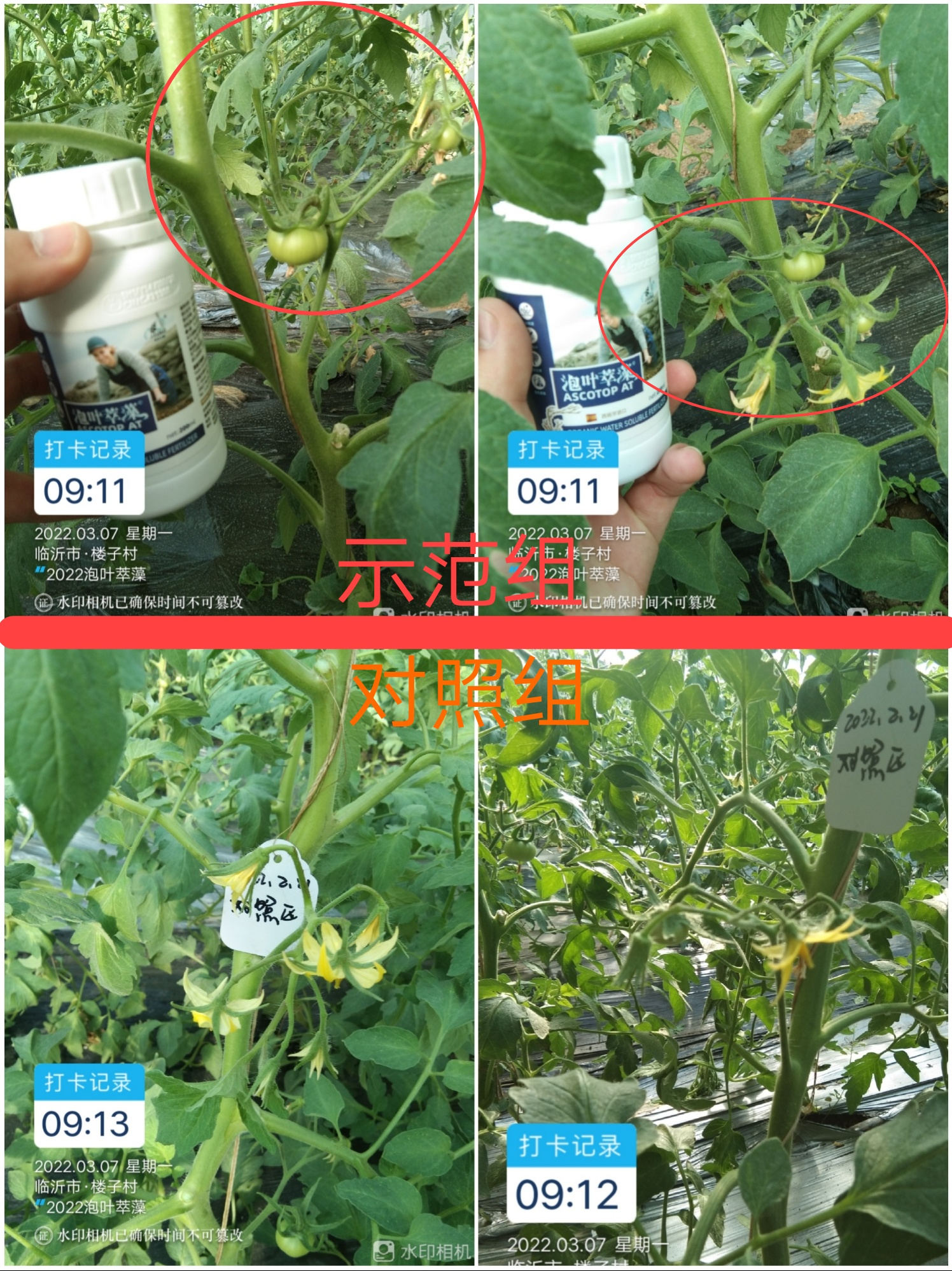 泡叶萃藻---你需要的海藻