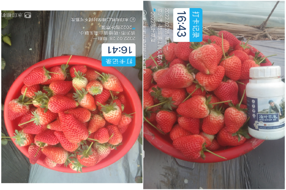 泡叶萃藻---你需要的海藻