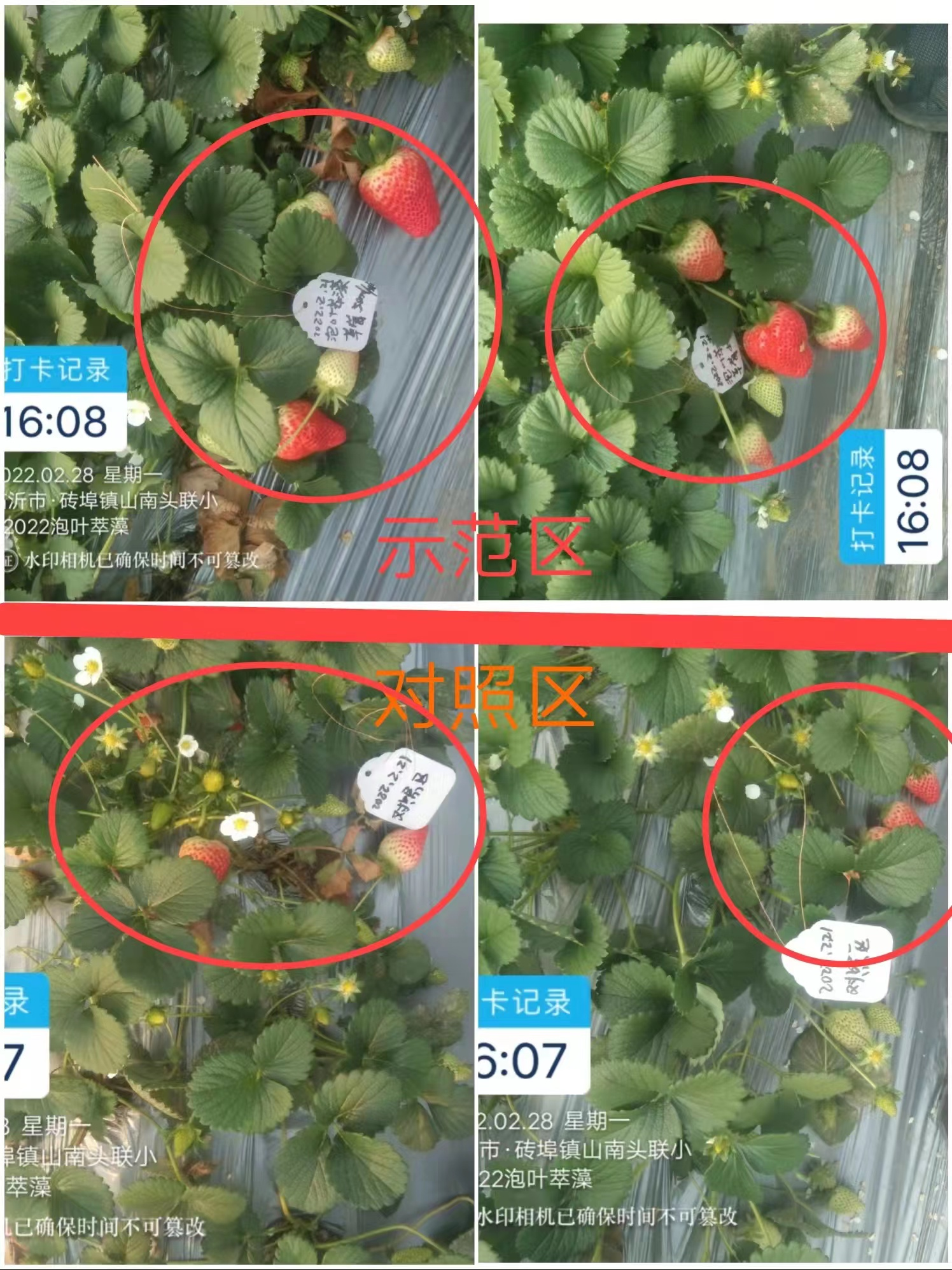 泡叶萃藻---你需要的海藻