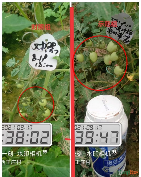 泡叶萃藻---你需要的海藻