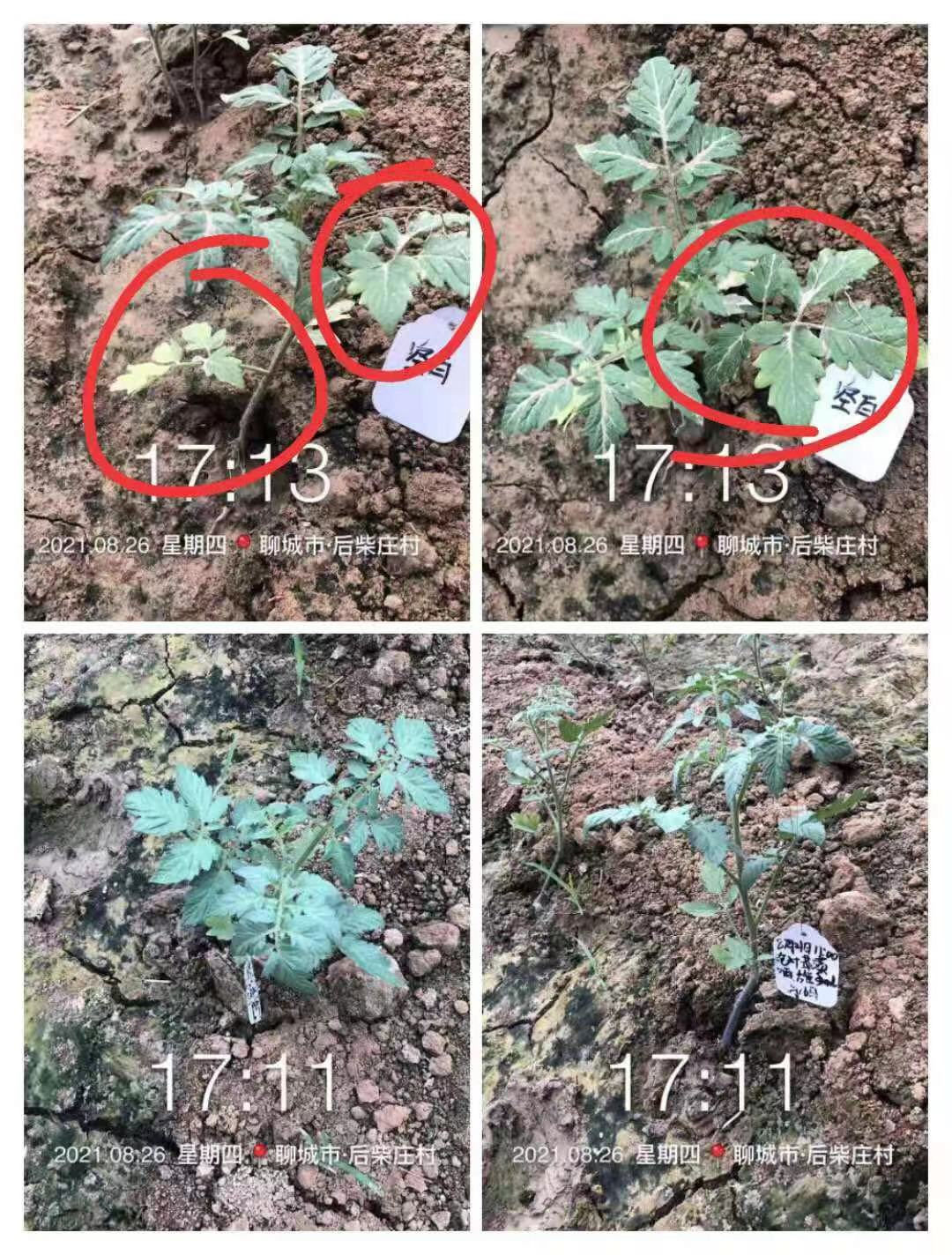 泡叶萃藻---你需要的海藻