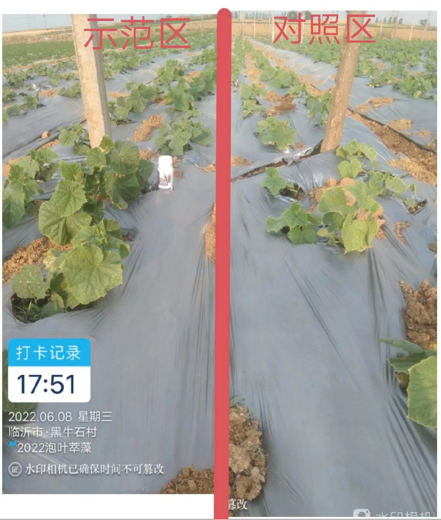 泡叶萃藻---你需要的海藻