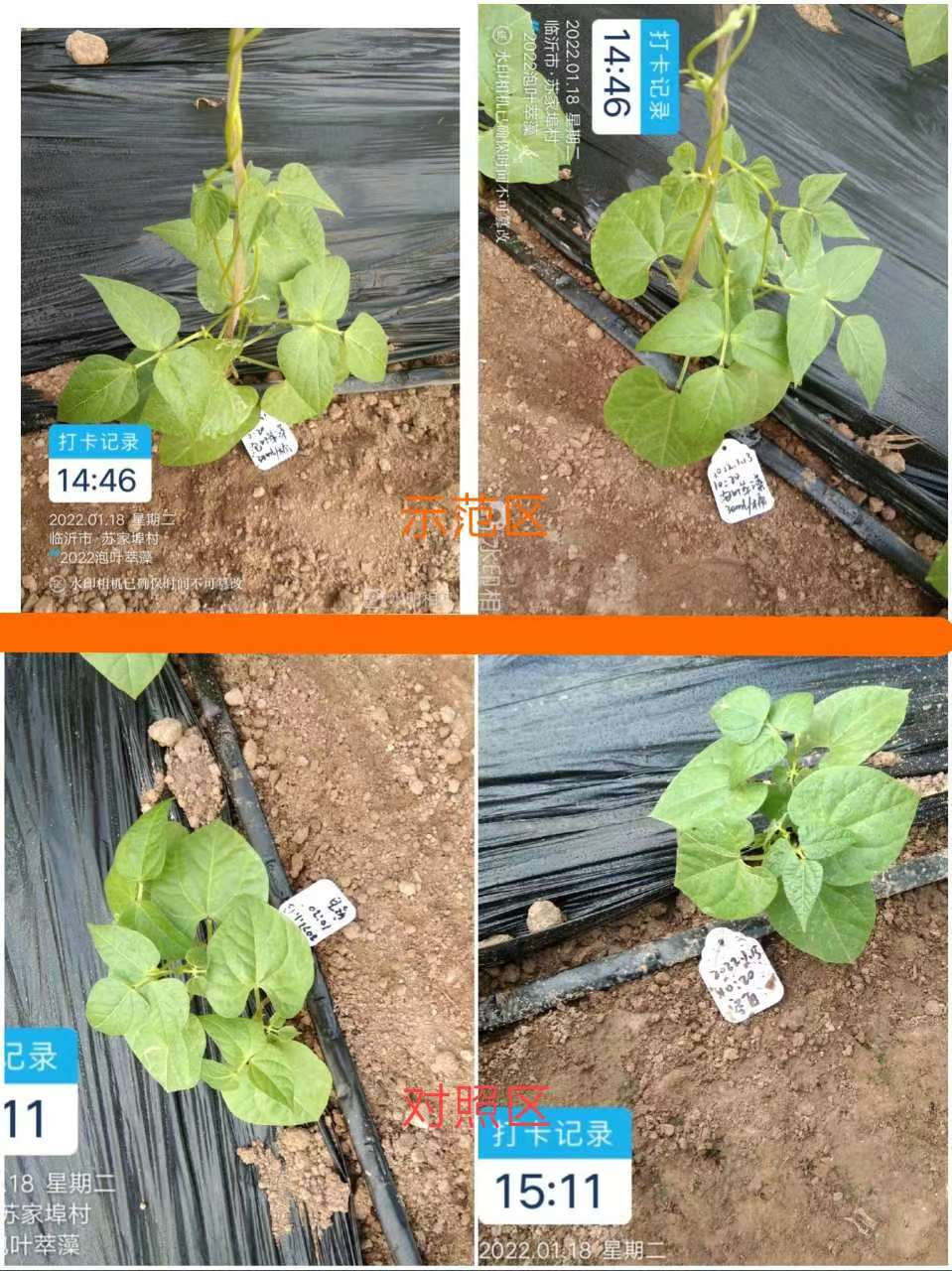 泡叶萃藻---你需要的海藻