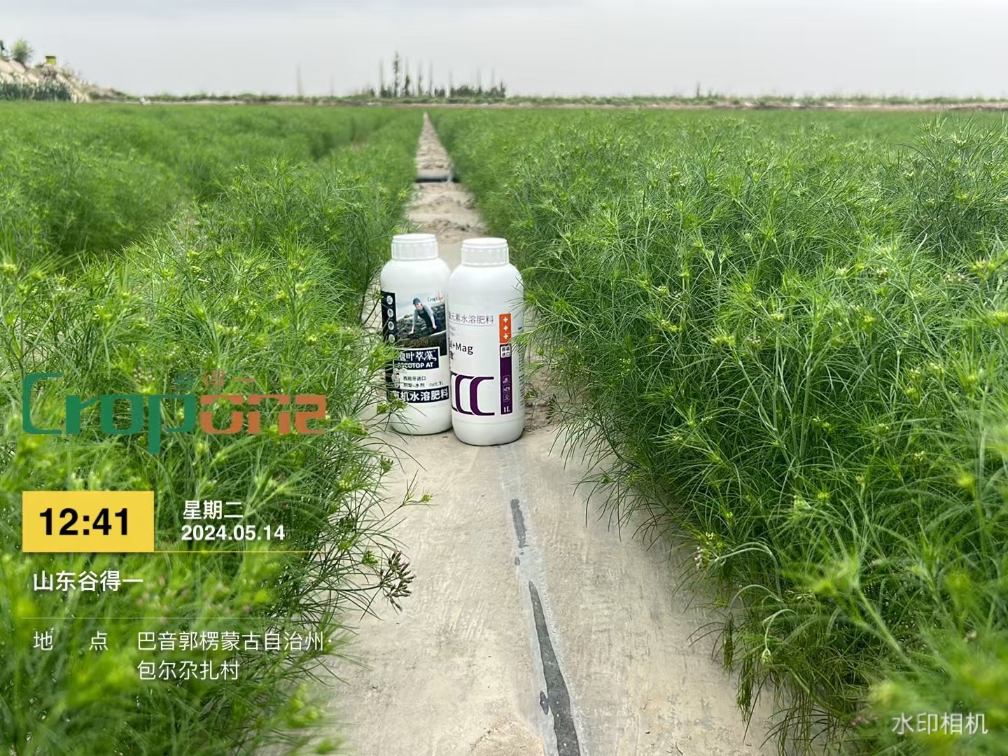 泉歌+泡叶萃藻之效果