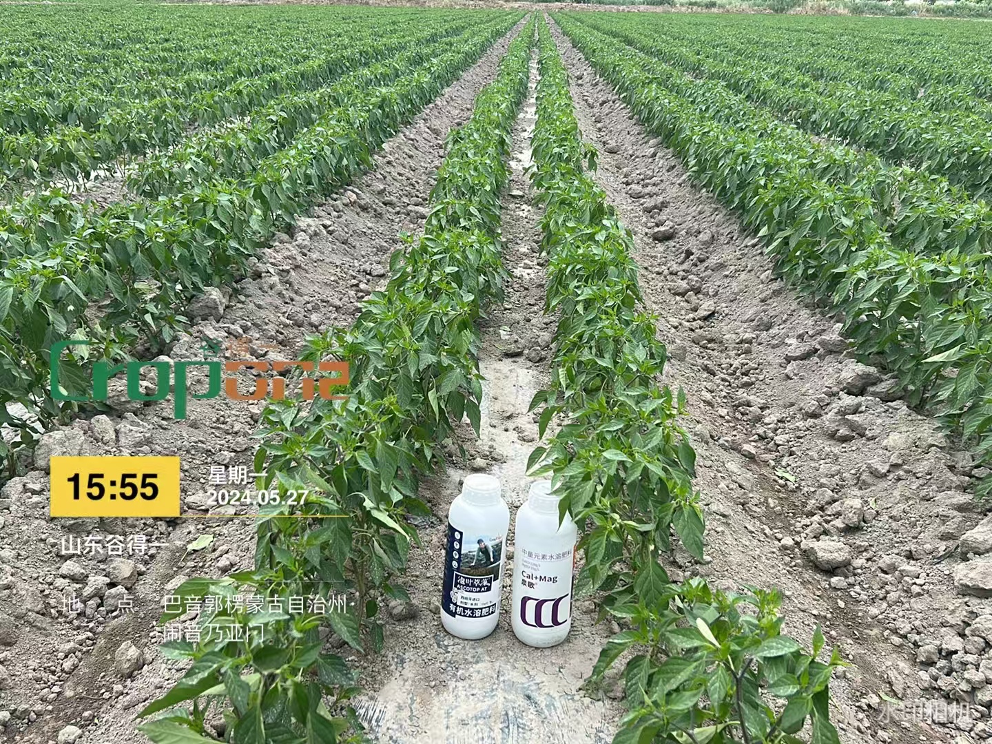 泉歌+泡叶萃藻之效果