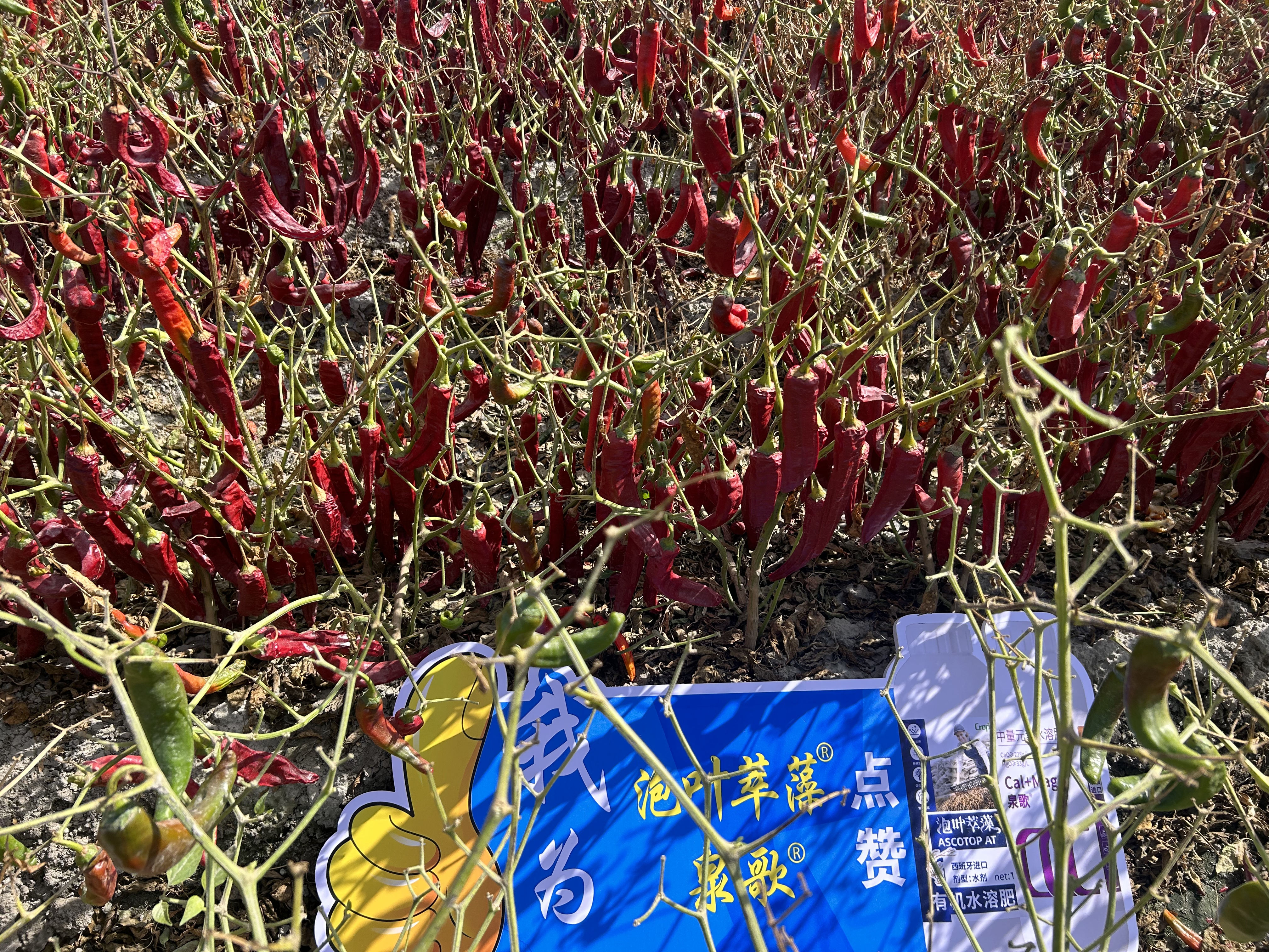 泉歌+泡叶萃藻之效果