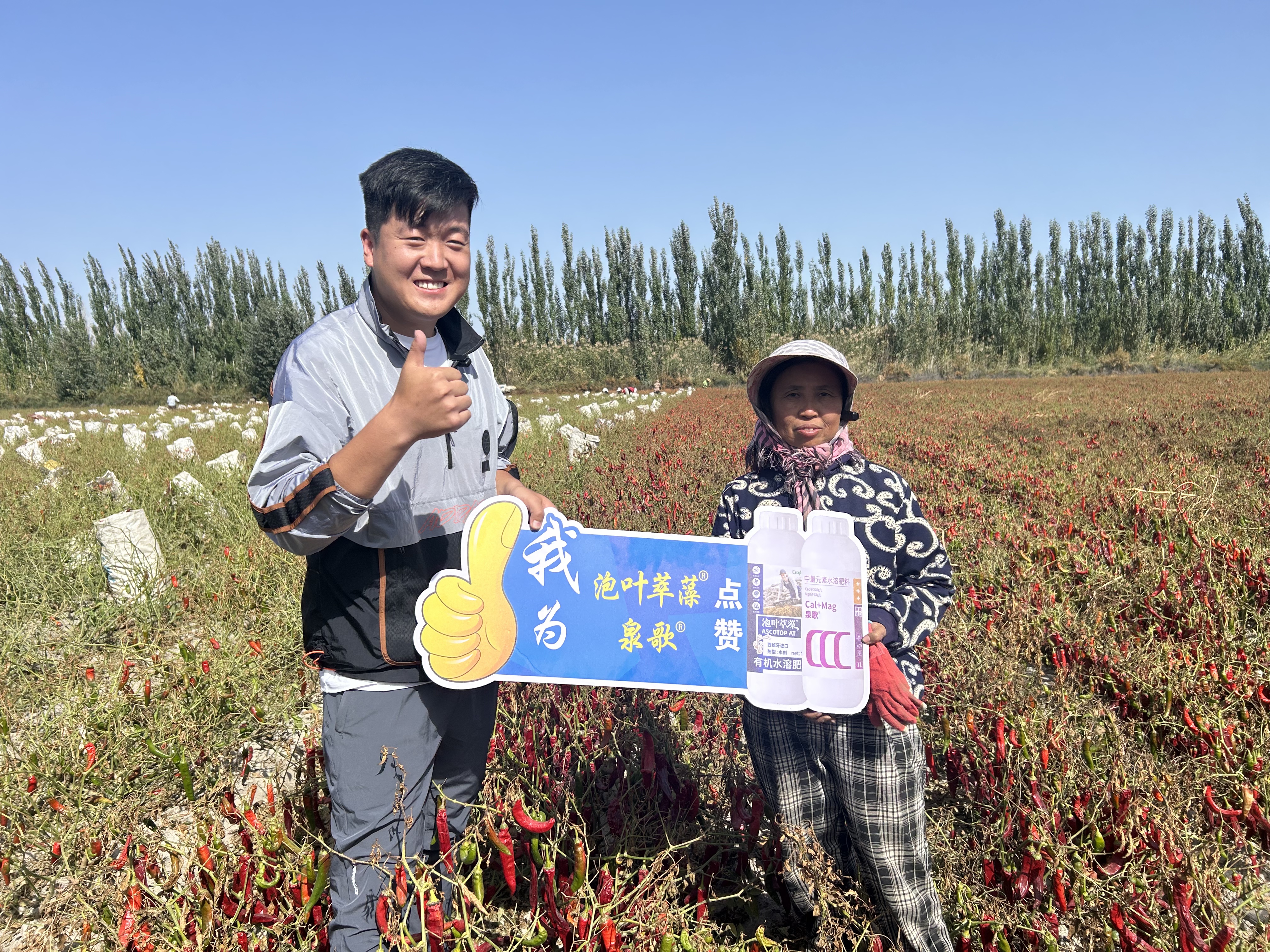 泉歌+泡叶萃藻之效果