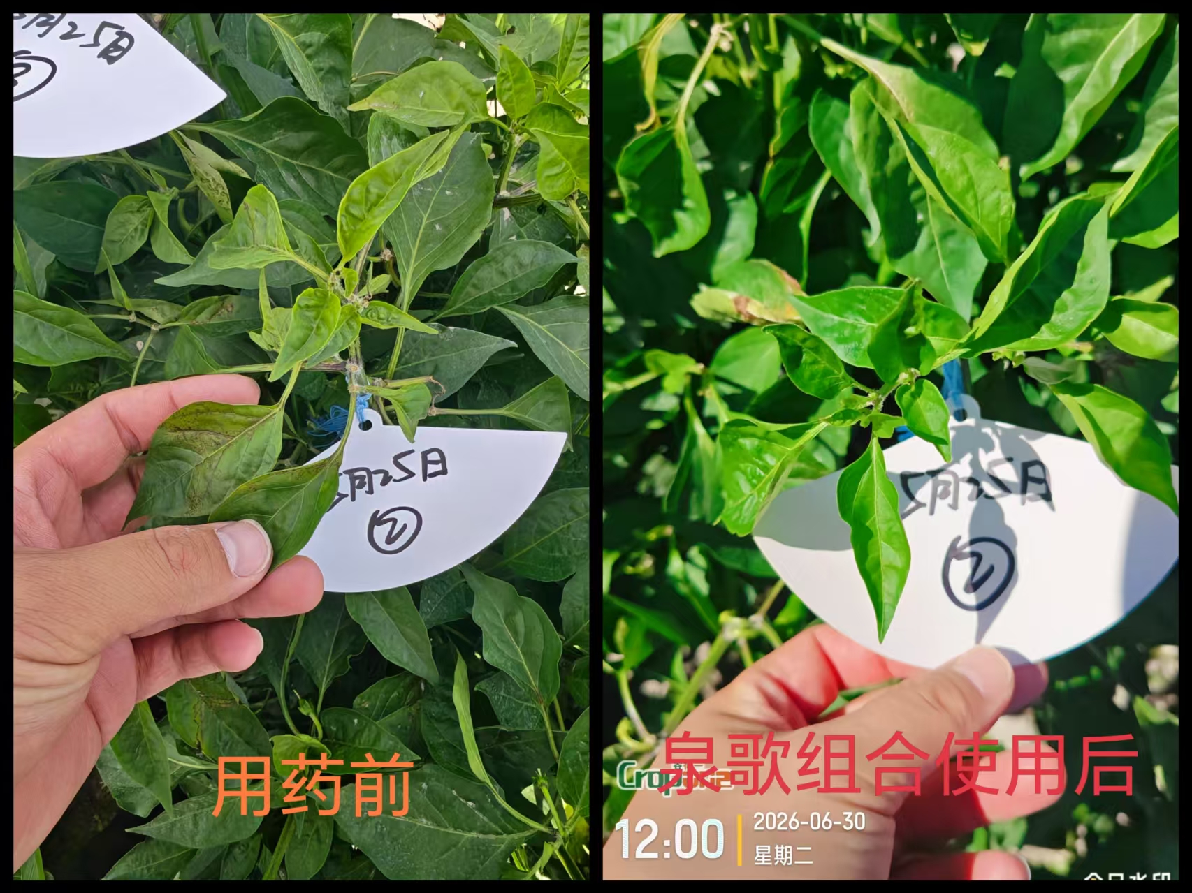 泉歌抗病毒组合，效果看得见