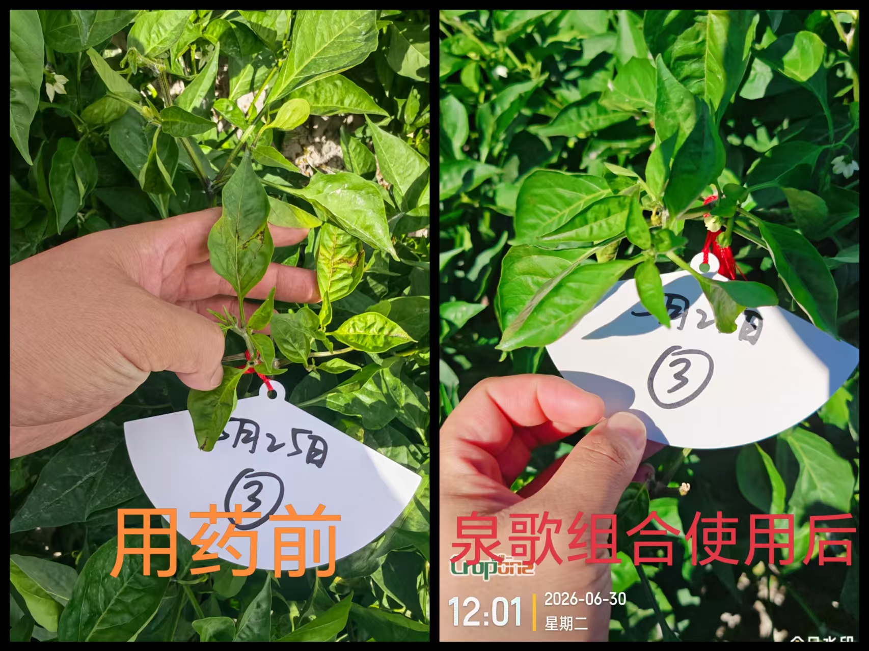 泉歌抗病毒组合，效果真棒