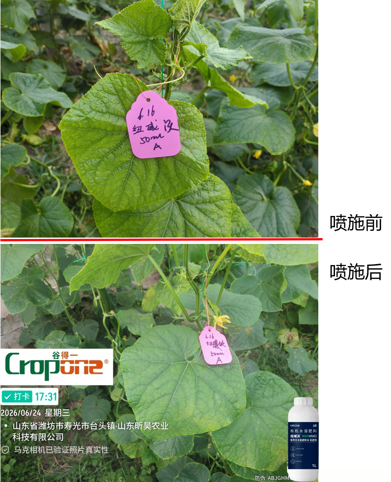 纽威沃NeoVivo-喷施后，黄瓜叶片减轻黄化，促进发育
