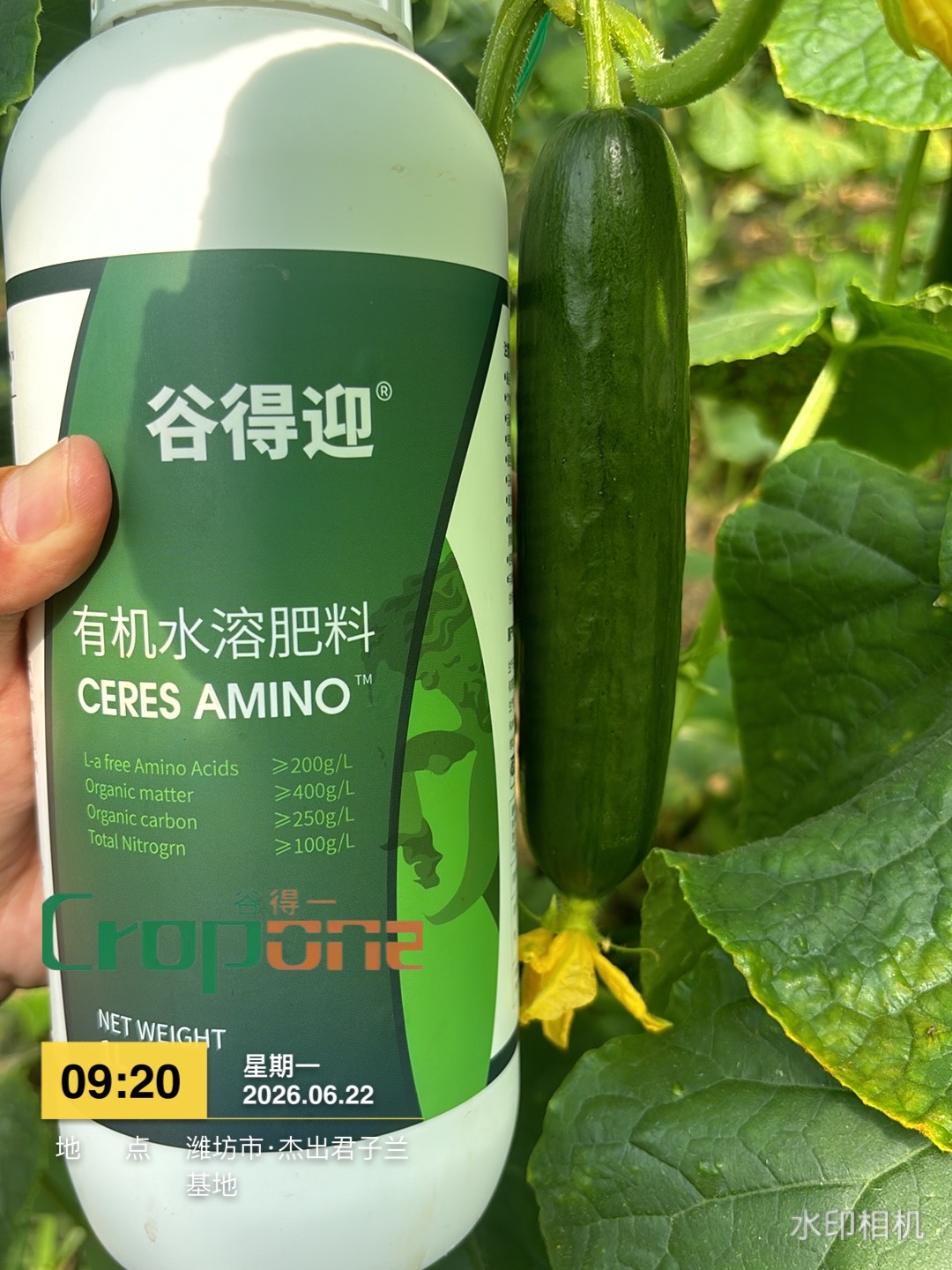 谷得迎-喷施后，叶片油亮，涨势喜人