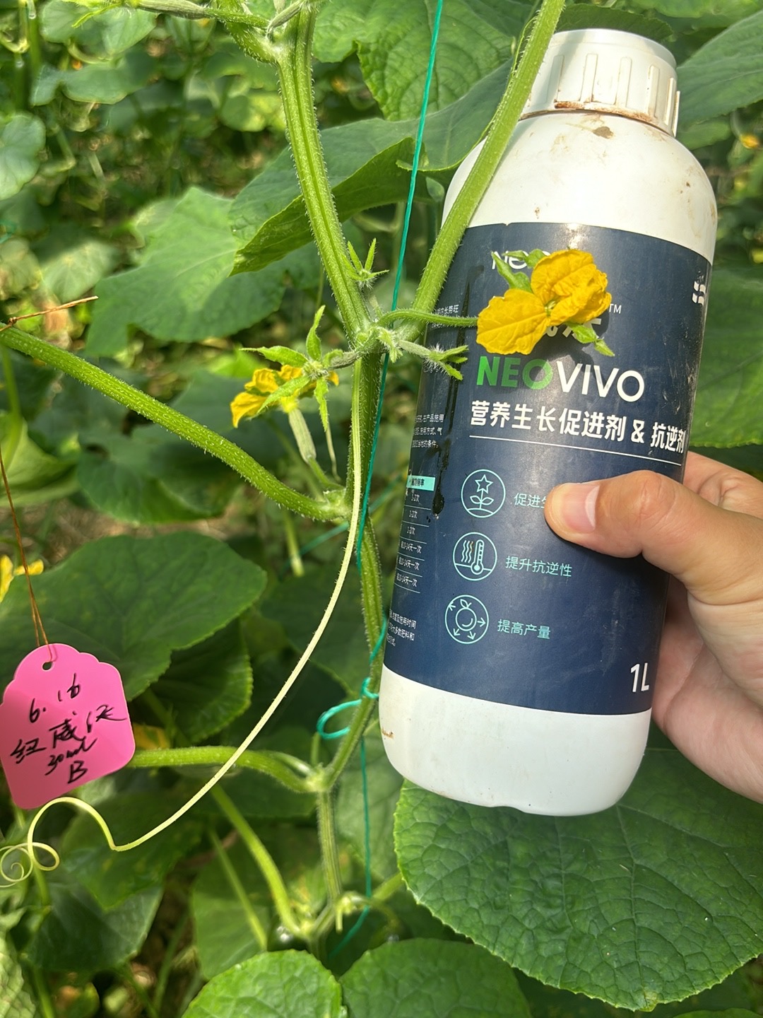 纽威沃NeoVivo-涨势旺盛，促进开花，促进结果，提质增产
