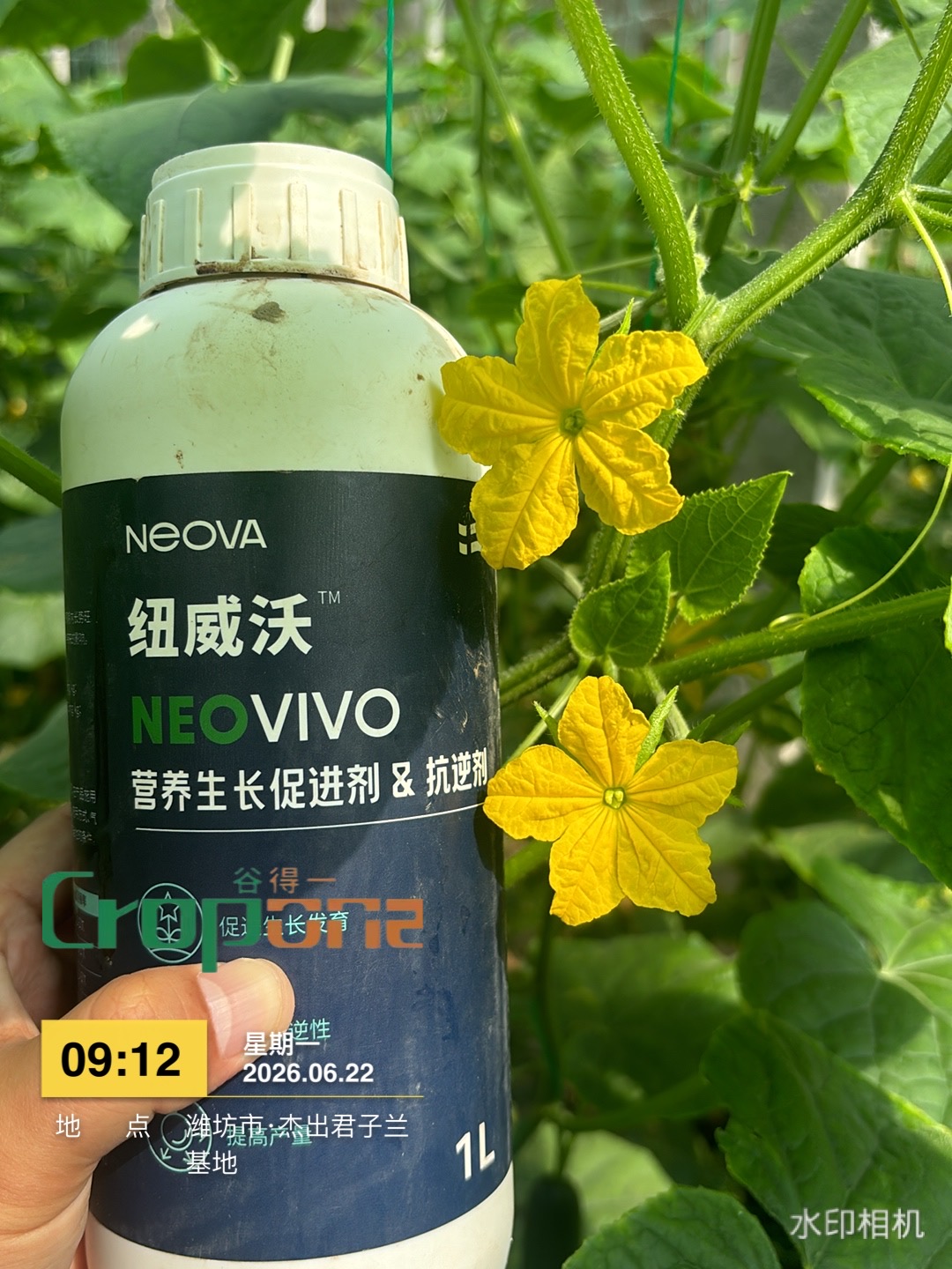 纽威沃NeoVivo-促进开花