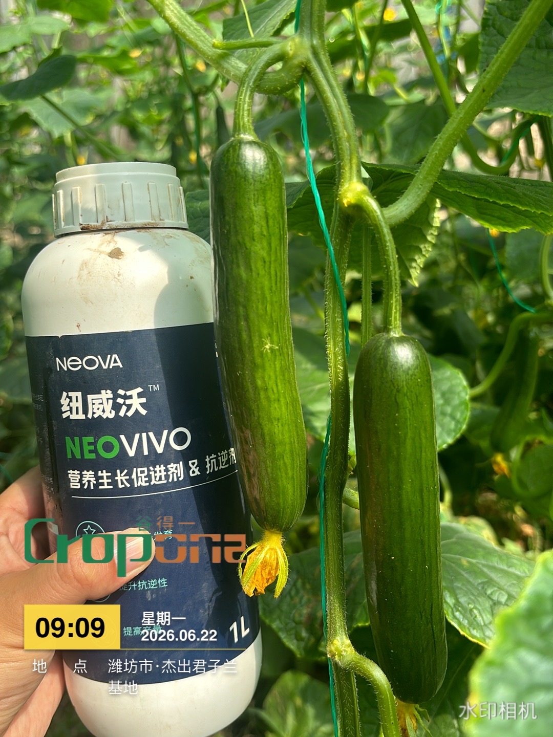 纽威沃NeoVivo-促进座果