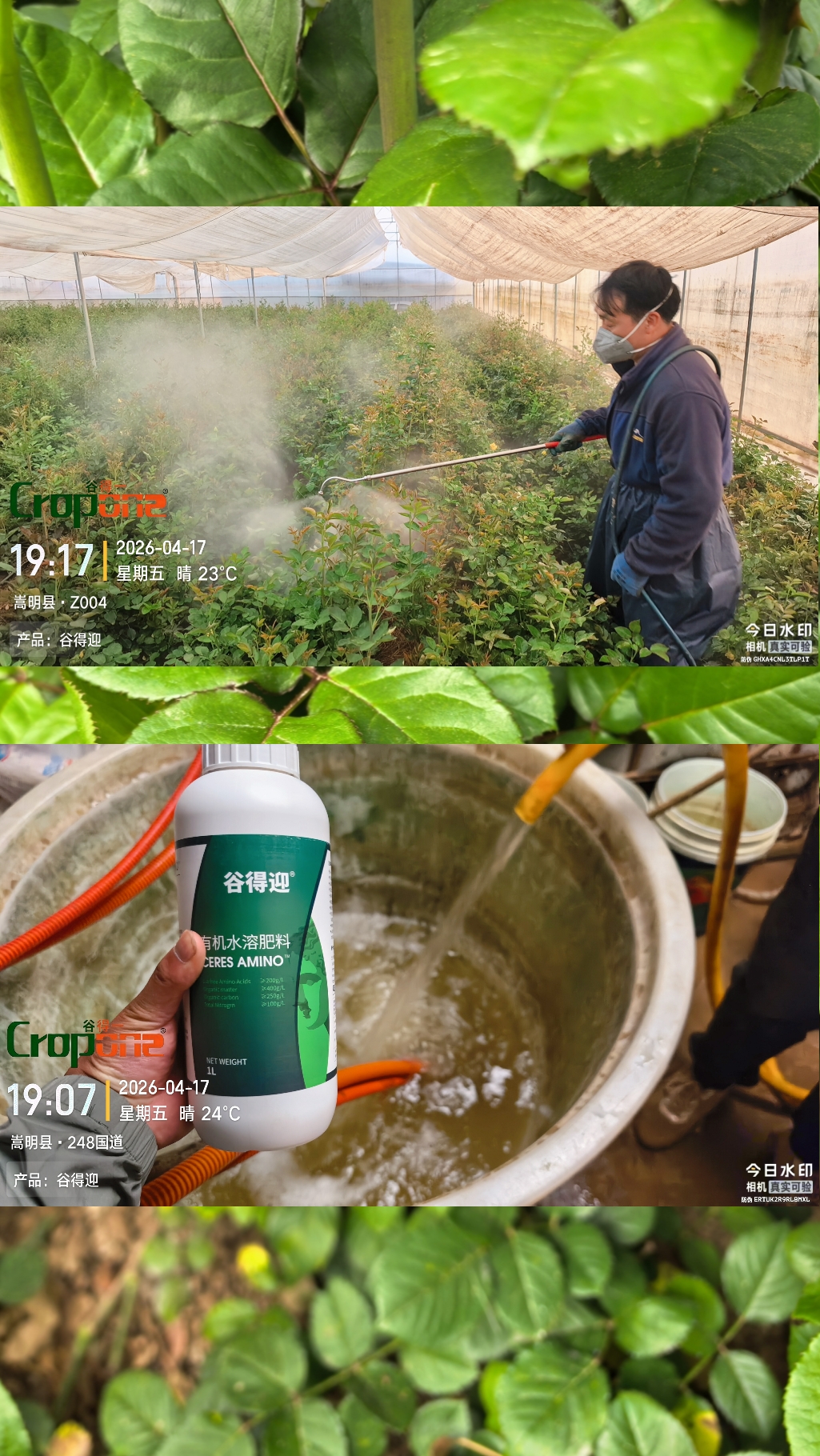 谷得迎-土耳其进口高含量氨基酸